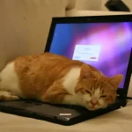 12 việc bạn thường làm khiến laptop bị tàn phá một cách nhanh chóng 12-viec-ban-thuong-lam-khien-laptop-bi-tan-pha-mot-cach-nhanh-chong-kgDxZ4